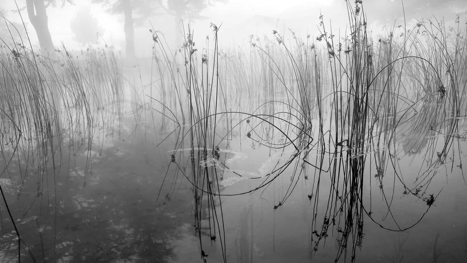 The Kosmic Vitality of Poetry and Music