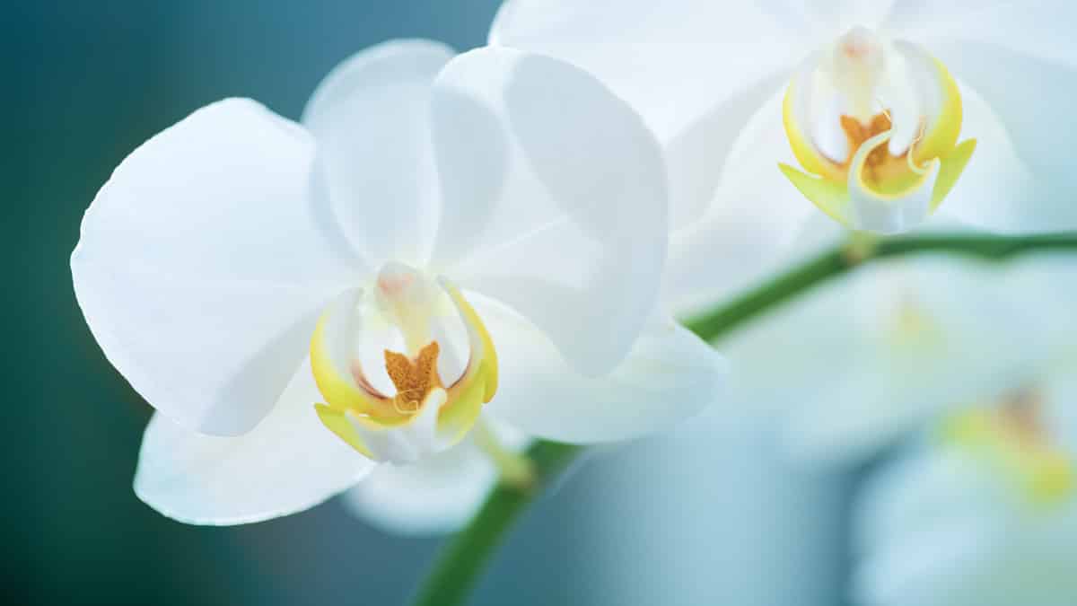 Integral Zen Reflections and Meditations