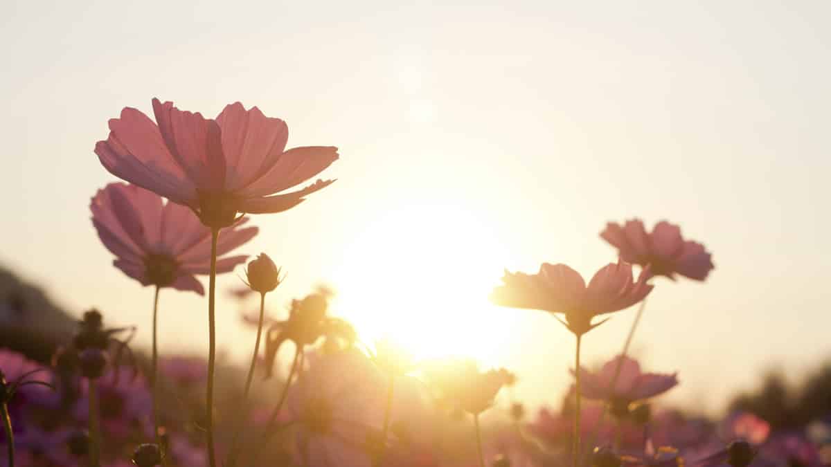 Wake Up, Grow Up: Enlightenment in the 21st Century